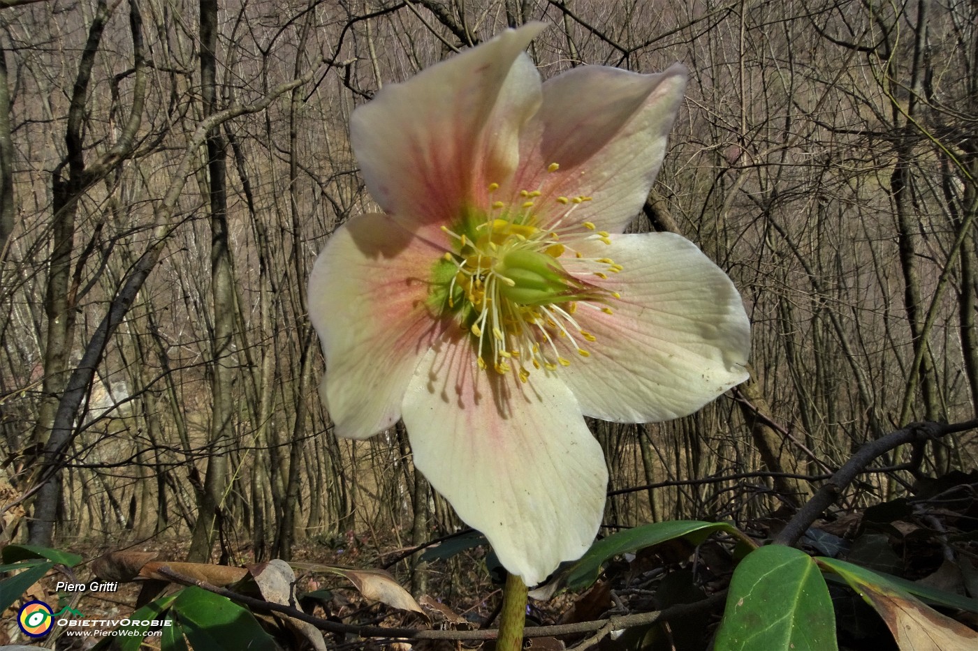 31  Rosa di Natale -Elleboro (Helleborus niger).JPG